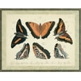 thumbnail image 2 of Vision Studio 18x15 White Modern Wood Framed Museum Art Print Titled - Bookplate Butterflies Trio I, 2 of 4