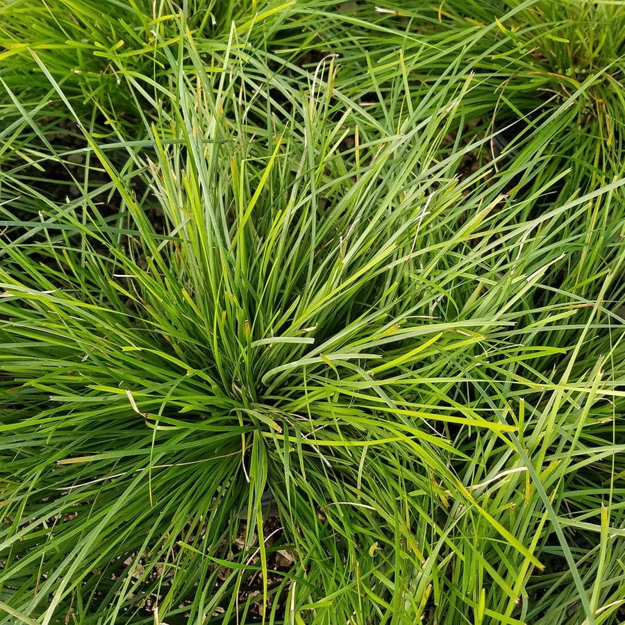 Breeze Lomandra - Ornamental Perennial Grass - Live Plants - 2.5 Qt ...