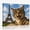 D, variant on XaaKee Canvas Wall Art Prints Tabby Cat Selfie Travel Concept Artwork Art Prints Inner Framed 18*12Inch