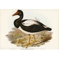 thumbnail image 2 of Gould, John 18x14 White Modern Wood Framed Museum Art Print Titled - Semipalmated Goose-Anseranas melanoleuca, 2 of 4