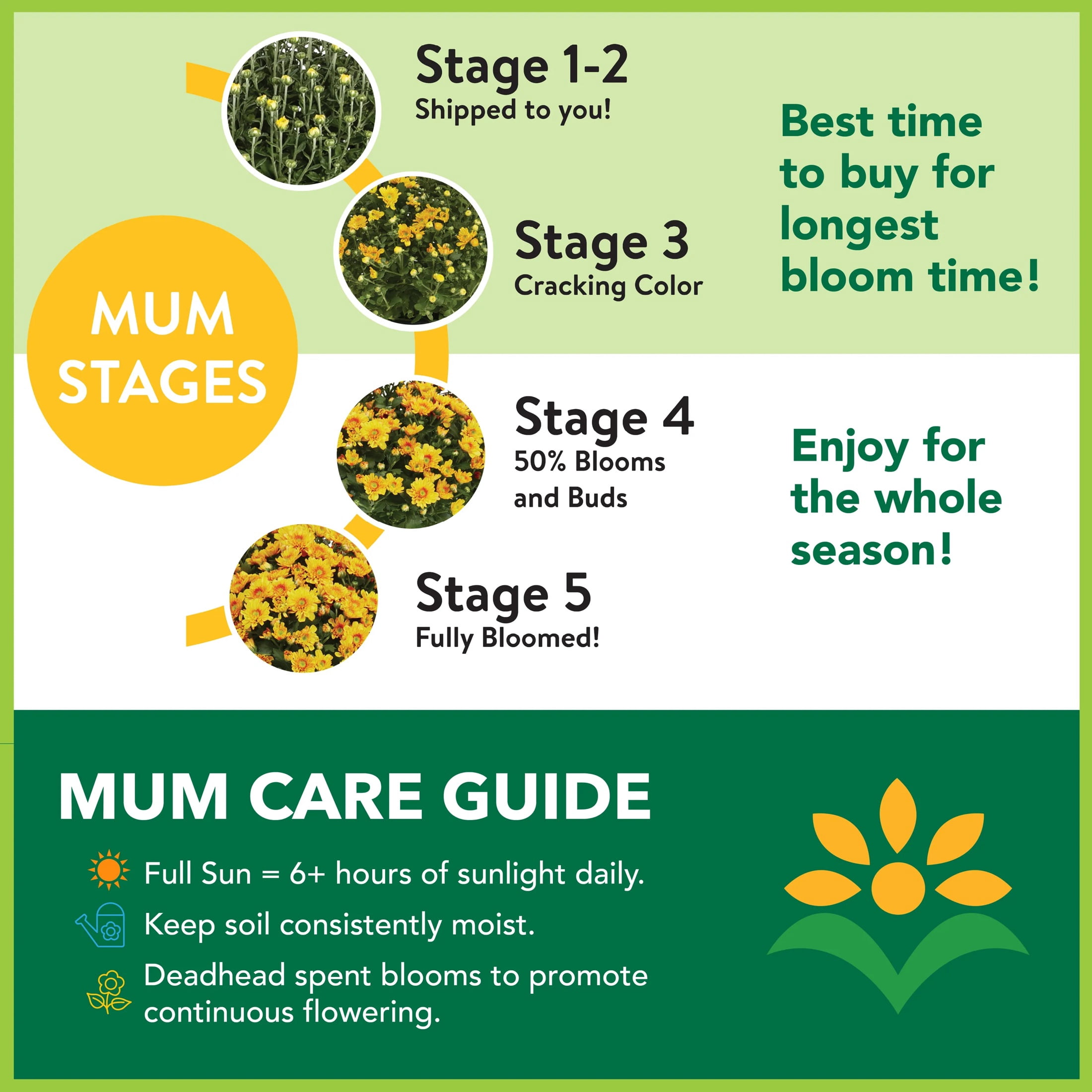 Expert Gardener 8in Mum Orange Live Plants Sun with Grower Pot