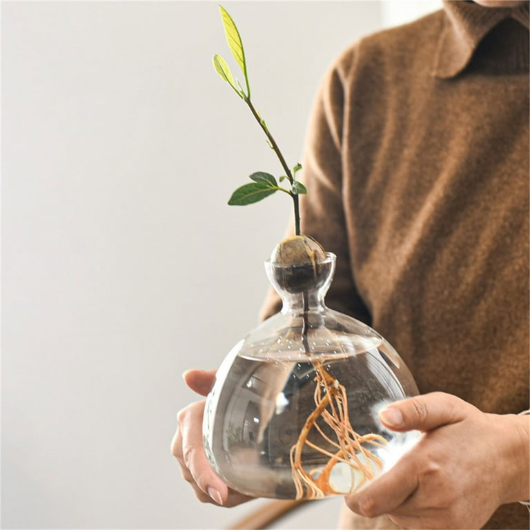 WINDLAND Transparent Glass Hydroponic Plant Vase Avocado Seed Starter Vase  Container Gift - Walmart.com