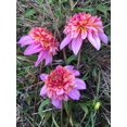 thumbnail image 2 of 40+ Seeds| Dad's Favorite Dahlia Perennial Seeds - Authentic Seeds - Perennial~ GMO Free ~~Flower seeds ~ Asian Garden~ Herbs B5G1 #D041, 2 of 5