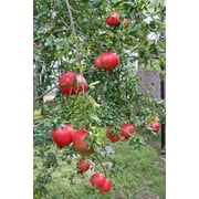Pixies Gardens Russian Pomegranate Tree Live Plant - 3 Gallon Potted - Red Fruit