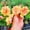 E, variant on Desert Rose, Low Maintenance - Easy Grow - Ideal for Beds Borders, Plant Pots & Planters