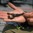 thumbnail image 4 of Googan Baits Krackin' Craw Soft Plastic Lure, Okeechobee Craw, 4 in, 7 Ct, 4 of 10