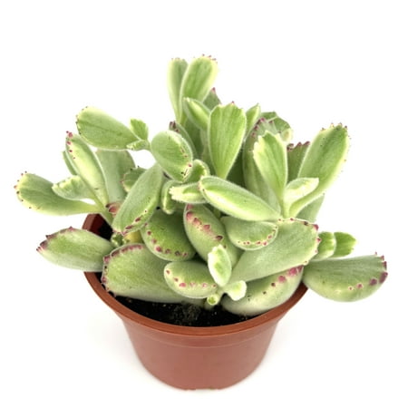 Variegated Cubs Paw Cluster Cotyledon Ladismithiensis Variegata, 4" Pot