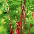 thumbnail image 2 of Lady in Red Hardy Fern - Athyrium filix-femina - Gallon Pot, 2 of 2