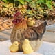 thumbnail image 1 of Estatua de pollo para jardín, adorno para césped, escultura de animal resistente a la intemperie, estatua para exteriores Gallina, 1 of 8