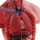 thumbnail image 5 of 2 Pedazos Modelo de Torso Estructura de Cerebro Viscera Suministro de Laboratorio 28cm, 5 of 9