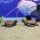 thumbnail image 5 of Juego de 2 figuras de tortuga en miniatura, adorables tortugas de resina para micropaisajes, minicriaturas marinas, adornos de tortuga., 5 of 7