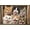 Bronze Framed Version, variant on Shawna Stewart - Cats Being Silly Wall Poster, 22.375" x 34"