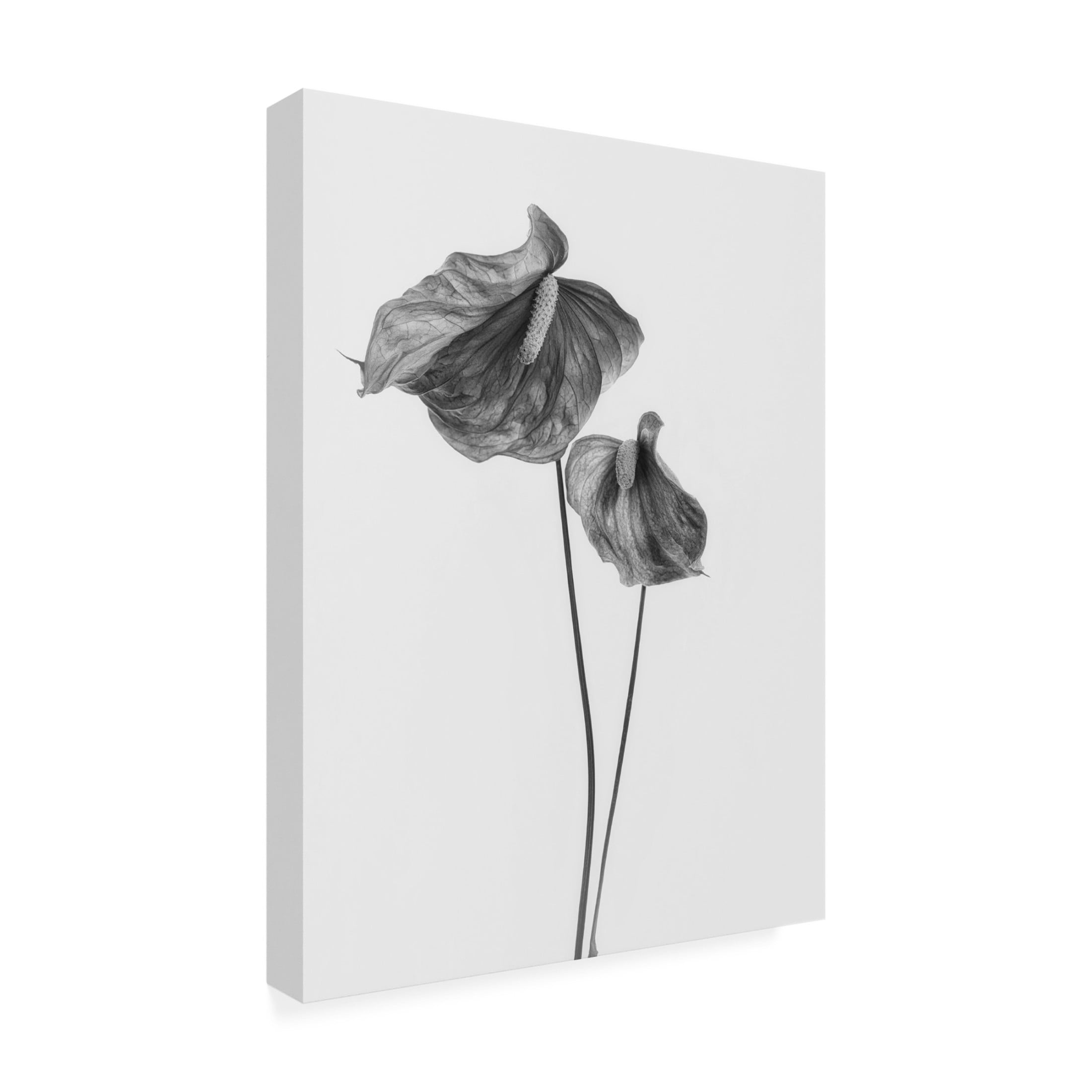 Trademark Fine Art Lotte Gronkjar Anthurium Canvas Wall Art