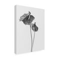 thumbnail image 4 of Trademark Fine Art Lotte Gronkjar Anthurium Canvas Wall Art, 4 of 4