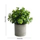 thumbnail image 3 of Planta artificial en maceta | Arreglo floral de simulación realista | Jarrón de plástico resistente | 5.12x5.12x4.33 pulgadas | Decoración de interiores para salones y oficinas | Bajo mantenimiento, 3 of 6