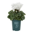 thumbnail image 2 of Better Homes & Gardens 1QT White Cyclamen Live Annual Plant Sun 5-Pack, 2 of 6