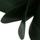 thumbnail image 5 of Rama de orquídea Phalaenopsis con hojas y tallos para decoración del hogar y la oficina (verde), 5 of 5