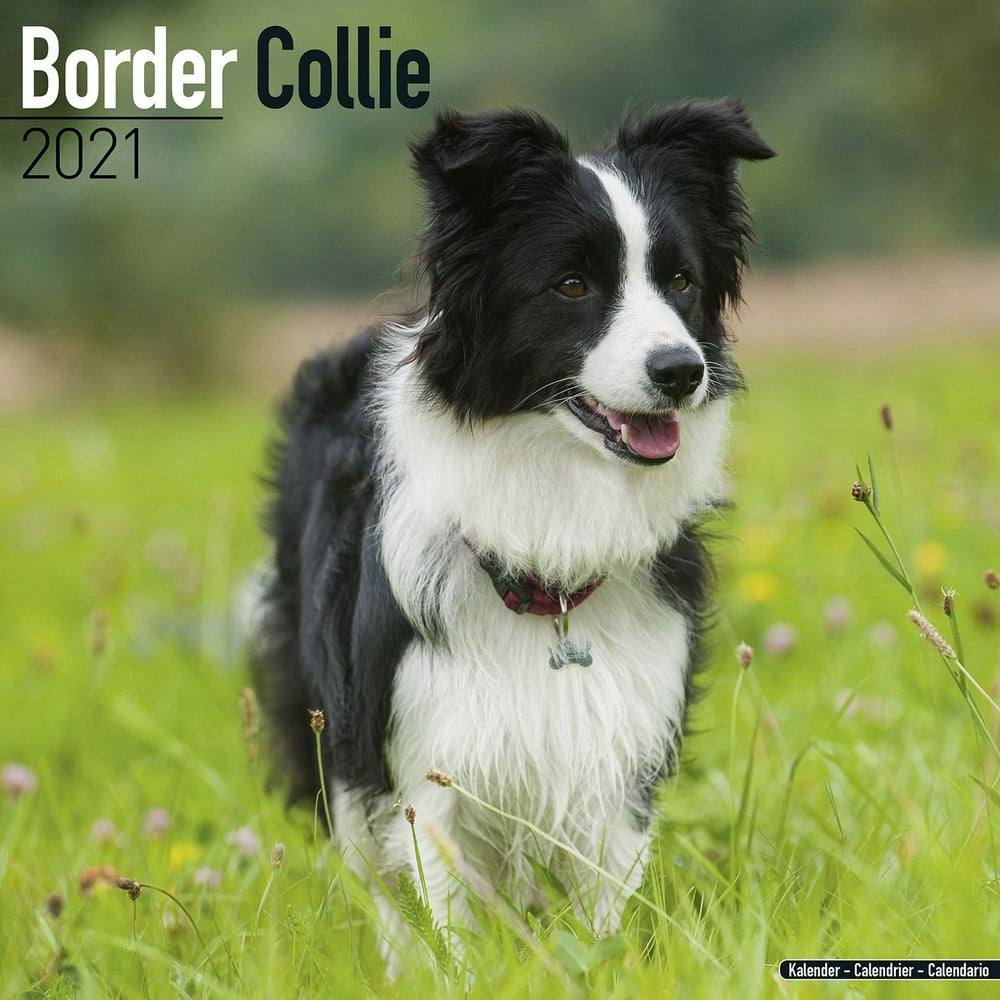 Border Collie Calendar 2021 Border Collie Dog Breed Calendar Border Border Collie Calendar 2021 Border Collie Dog Breed Calendar Border