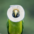 thumbnail image 3 of GAXIRE 1Pcs Bird Protective Collar Comfortable Material Sky-blue 13.50X10.00X0.20CM, 3 of 6