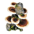 thumbnail image 2 of Penn Plax RR1007 Brown Mushroom On Rock Fish Aquarium Ornament - Medium, 2 of 7