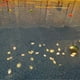 thumbnail image 4 of Swimming Pool Diving Toys Multi-color and Durable For Diving Training, 4 of 4