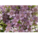 thumbnail image 5 of Xiao Hua 3 piezas de flores artificiales de nardos, flores falsas, flores artificiales para decoración de bodas, blancas, 5 of 5