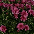 thumbnail image 2 of Better Homes & Gardens 1.5G Windowbox Garden Mum Live Plant in Decorative Pot, 2 of 6