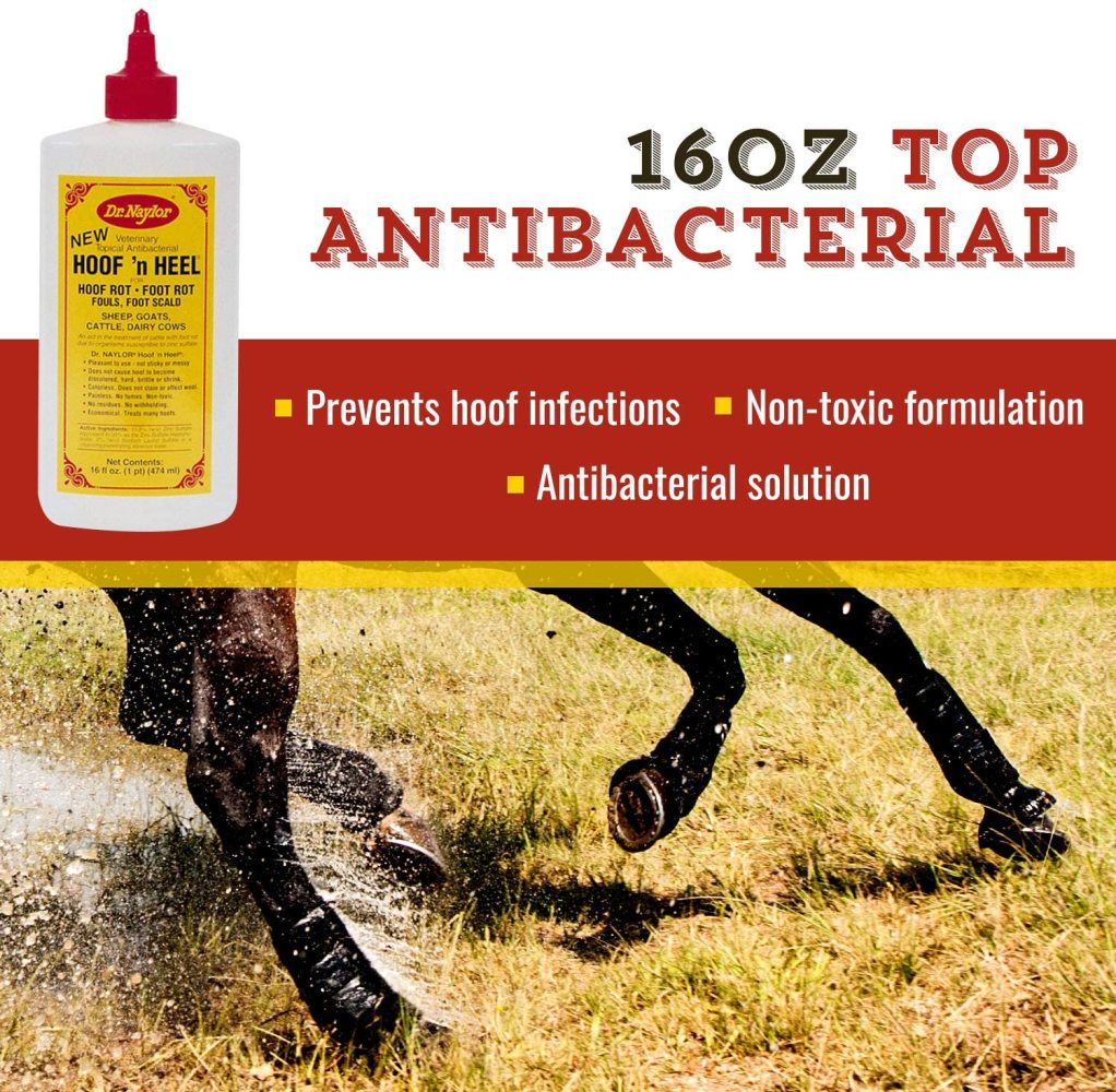 Buy Bilot Hoof N Heal, Hoof Rot Foot Rot Wound Care, 16oz, Sheep Goat