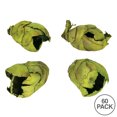 thumbnail image 2 of Vickerman 2-3" Basil Cacho Pod, Bulk case of 60 pods, Dried, 2 of 2