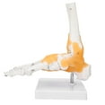 thumbnail image 2 of Adult Human Skeleton Ligament Foot Ankle Joint Anatomical Model, 2 of 14