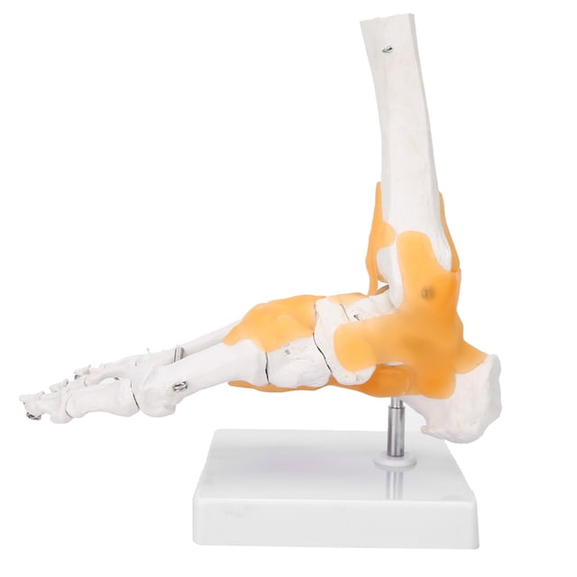Modelo de pie de tamaño natural, modelo de articulación de pie de ligamento de esqueleto humano adulto modelo de pie durabilidad extendida