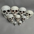 thumbnail image 5 of Human Skull Replica - Anatomically Accurate Skeleton Head Prop for Halloween Parties, Haunted Bars & Spooky Home Decorations, 5 of 7