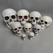 Human Skull Replica - Anatomically Accurate Skeleton Head Prop for Halloween Parties, Haunted Bars & Spooky Home Decorations