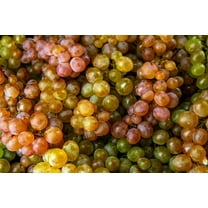 30 *Seeds WINE GRAPE Vitis Viniferia Domestic Mixed Colors Fruit Vine Seeds