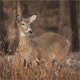thumbnail image 2 of Great Art Now Whitetail Deer by Lori Deiter, Framed Wall Art, 27.5W x 27.5H, 2 of 2