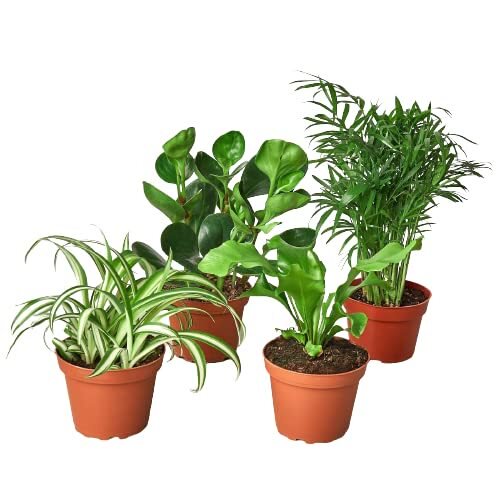 4 Piece Pet-Friendly Plant Set, 3" Pots, Random Assorted Plants
