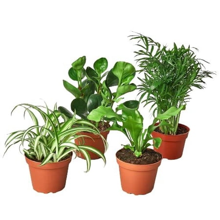 4 Piece Pet-Friendly Plant Set, 3" Pots, Random Assorted Plants