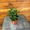 thumbnail image 2 of Schefflera Moondrop, 4" Plant, The Plant Farm, 2 of 2