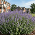 thumbnail image 2 of 15/38 Perennial Nepeta 'Blue Wonder' Bulk Landscape Plants Flowers Herbs-Drought Tolerant-Deer Rabbit Resistant- Pollinator, 2 of 5