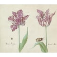 thumbnail image 3 of Jacob Marrel 23x20 Black Modern Framed Museum Art Print Titled - Two Tulips with Flying Beetle and Beervlinder (1637), 3 of 5
