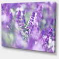 thumbnail image 2 of Beautiful Purple Mint Flowers - Large Flower Canvas Wall Art, 2 of 3
