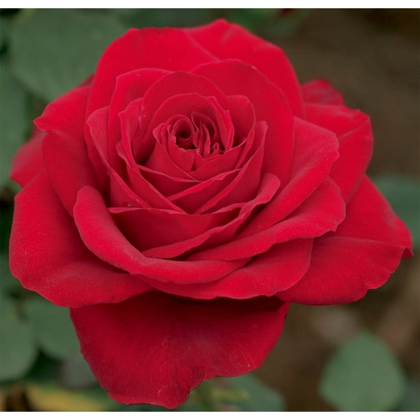 Olympiad Macauck Hybrid Tea Rose Bush Slightly Fragrant 4 Pot Walmart Com