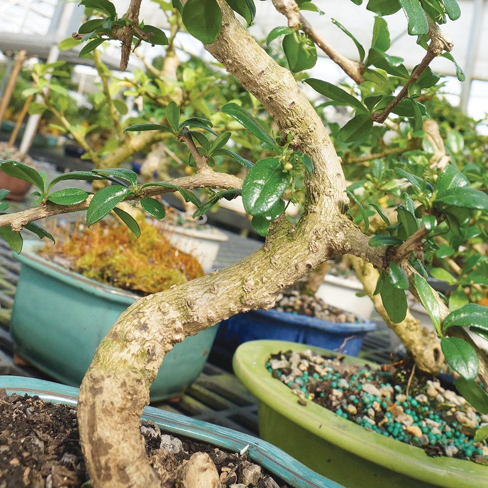 Artisans Bonsai Nursery Fukien Tea - 25 cm