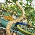 thumbnail image 2 of Artisans Bonsai Nursery Fukien Tea - 25 cm, 2 of 5