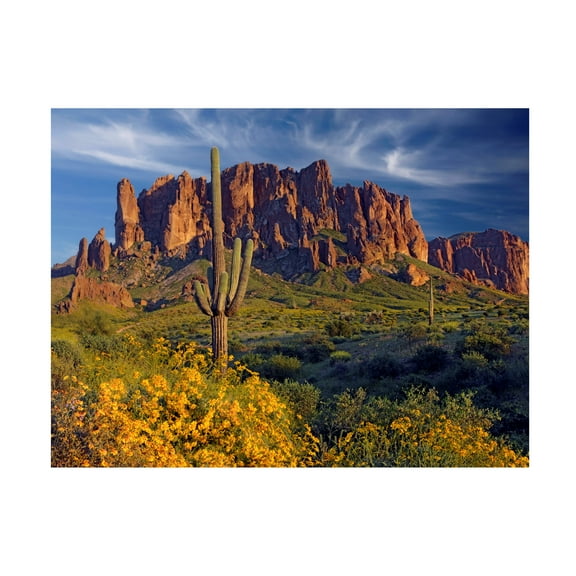 Trademark Fine Art Mike Jones Photo Lost Dutchman flowers Canvas Wall Art - 14x19