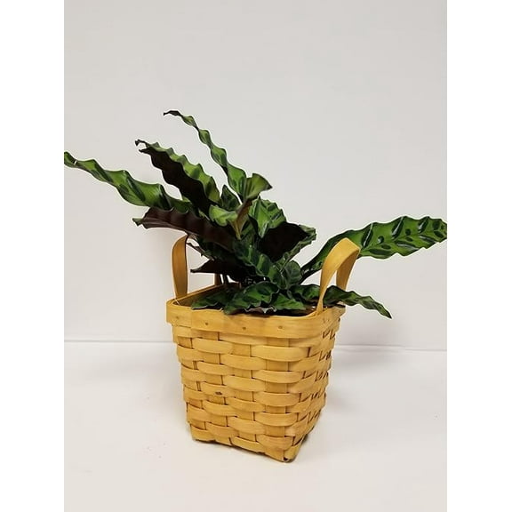 4" Live Rattlesnake Plant in Square Wicker Baskt- 4 Inch Plant