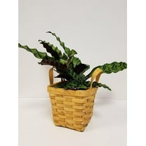 4" Live Rattlesnake Plant in Square Wicker Baskt- 4 Inch Plant