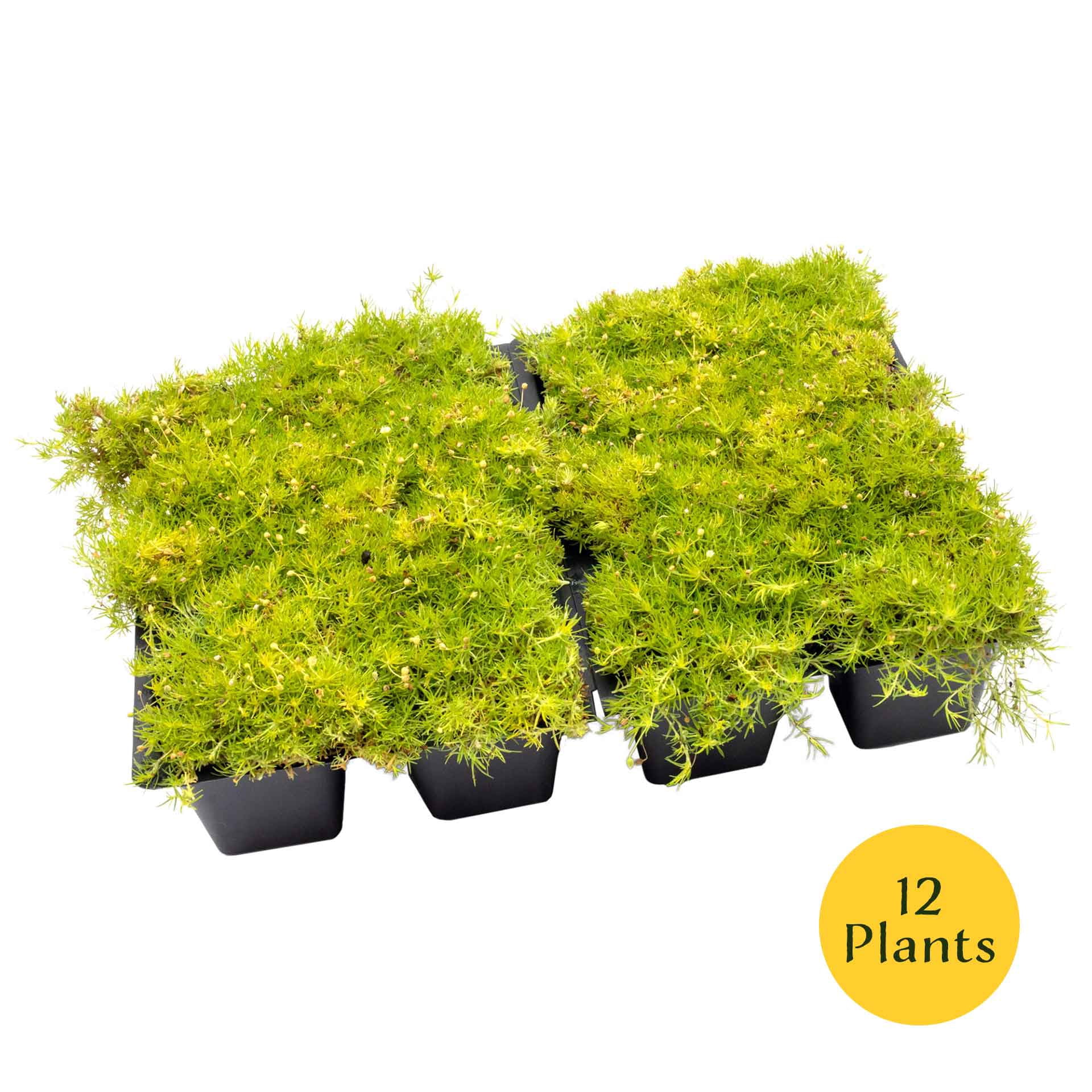 12 Scottish Moss – Soft Golden Evergreen Groundcover for Rock Gardens, Pathways & Containers (Sagina subulata ‘Aurea’) in 2.5″ Cubes, Live Plants