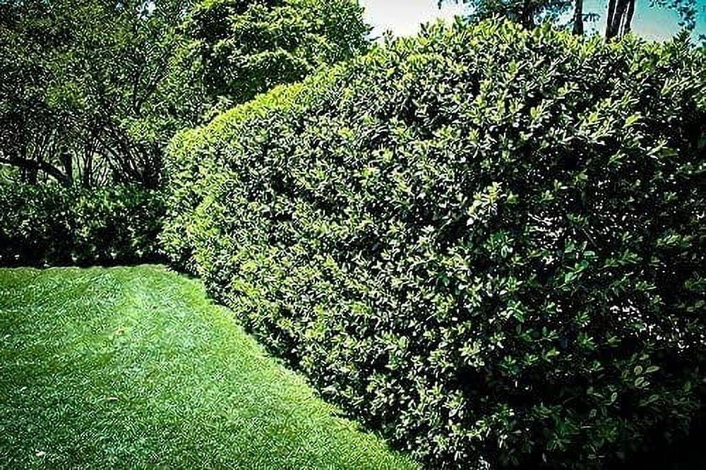 Nellie R. Stevens Holly - 3 Live Trees - Evergreen Privacy Plants