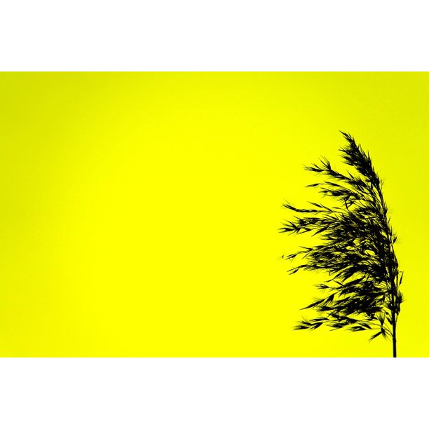 Download Intensive Color Yellow Contrast Black Silhouette 20 Inch By 30 Inch Laminated Poster With Bright Colors And Vivid Imagery Fits Perfectly In Many Attractive Frames Walmart Com Walmart Com